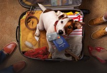 mastercard dog