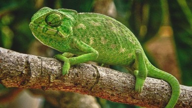 camaleon