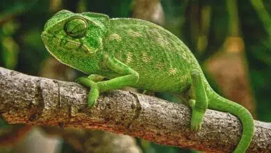 camaleon