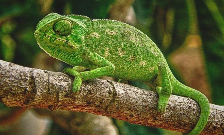 camaleon