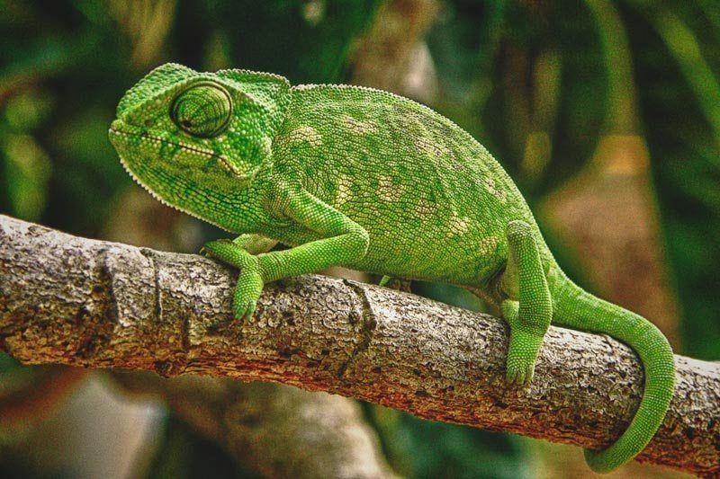 camaleon