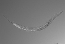 gusano nematodos ciencia investigacion