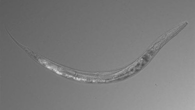 gusano nematodos ciencia investigacion