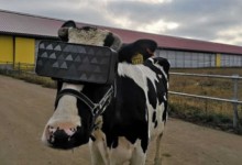 vaca gafas realidad virtual vr rusia