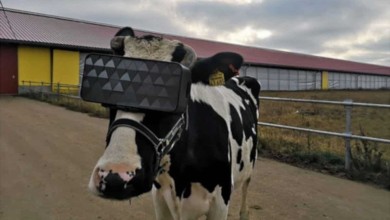 vaca gafas realidad virtual vr rusia