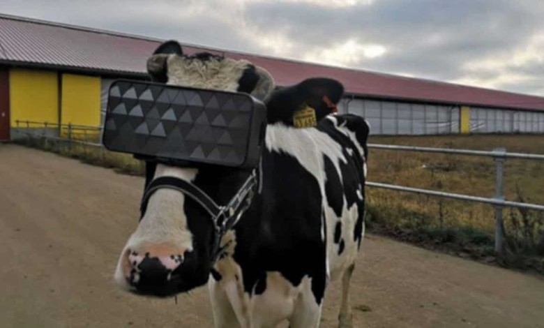 vaca gafas realidad virtual vr rusia