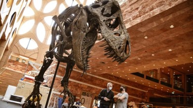 impresion 3d, impresoras 32d, imrpesion fósiles, impresion dinosaurios impresion 3d esqueleto trex t rex tinranosaurio tiranosaurus tiranosaurius